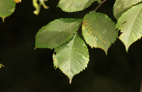 Bergulme (Ulmus glabra) - © Emanuel Trummer Bergulme (Ulmus glabra) - © Emanuel Trummer